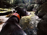 Greyhound