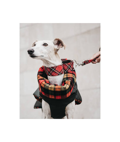 GREEN & CAMPRODON WINTER - HEROES OF KINDNESS pet business distributors