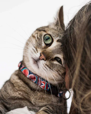 ****Brott Barcelona | Coleiras GATO / Cat Collars
