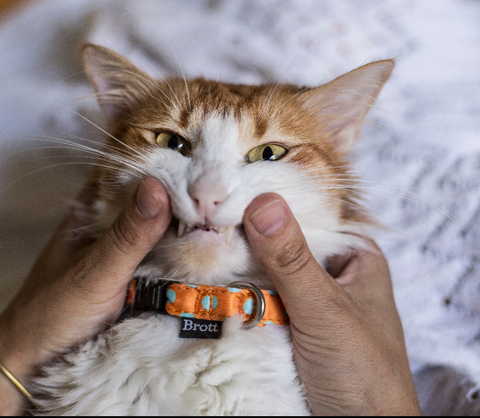 ***Brott Barcelona | Coleiras GATO / Cat Collars