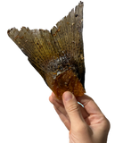 Salmon Tails - Rabo Salmão com carne - Grande (M/L) 8-12cm 🐠 Fonte Ómega 3. Melhora coração, visão e articulações