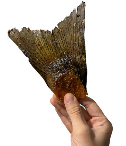 Salmon Tails - Rabo Salmão com carne - Grande (M/L) 8-12cm 🐠 Fonte Ómega 3. Melhora coração, visão e articulações