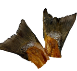 Salmon Tails - Rabo Salmão com carne - Grande (M/L) 8-12cm 🐠 Fonte Ómega 3. Melhora coração, visão e articulações
