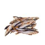 Petinga do Atlântico (S) 🐟 5-8 cm