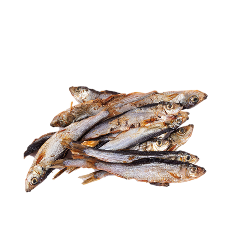 Petinga do Atlântico (S) 🐟 5-8 cm