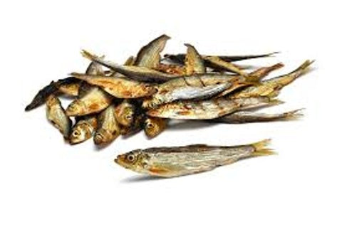 Biqueirão do Atlântico (S) 🐟 5-10 cm