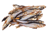 Petinga do Atlântico (S) 🐟 5-8 cm