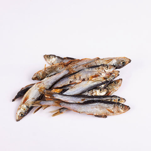 Petinga do Atlântico (S) 🐟 5-8 cm