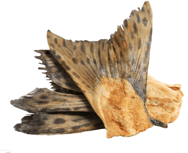 Cod Tails  - Rabo Bacalhau - Grande (M/L) 10-12 cm 🐠 ESCOVA DENTES NATURAL & cálcio