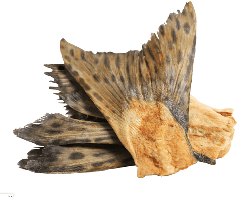 Fish Tail  - Rabo Bacalhau - Grande (M/L) 10-12 cm 🐠 ESCOVA DENTES NATURAL & cálcio