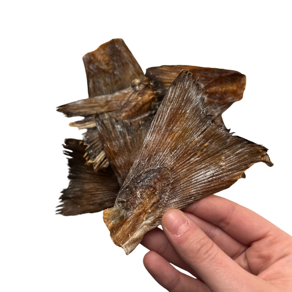 Cod Tail  - Rabo Bacalhau (S/M) 6 cm 🐠 ESCOVA DENTAL NATURAL & cálcio