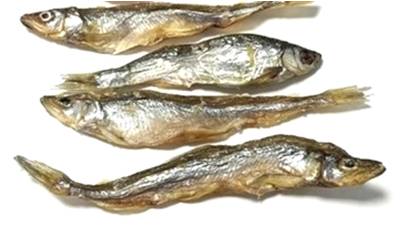 Sardas (S/M) (100% puro peixe) 🐟 Sabor do mar Atlântico (muito ricas em Ómegas)