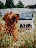 Welcoming Dog Box - Caixa Grande Snacks BARF 100% Natural 🎁🐶 Dá as boas-vindas ao novo membro da familia!