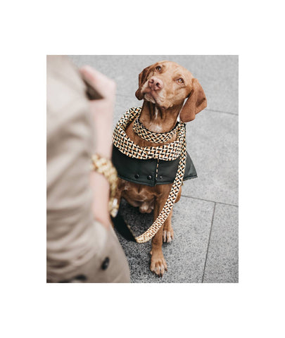 GREEN & UR - HEROES OF KINDNESS pet business distributors